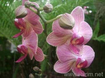 Orkide Çiçeği