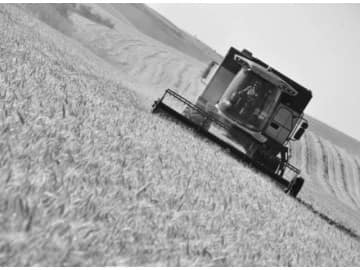 Trakya’da Buğday ve Kanola Hasadı Başladı