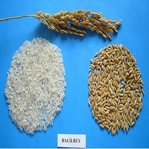 İklim Değişkliğine Dayanıklı Pirinç Tohumu