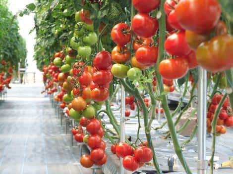 topraksız tarım domates