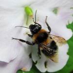 bumble bee-bombus-arısı