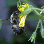 bumble bee-bombus arısı
