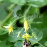 bumble bee-bombus arısı