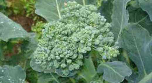 Bafrada Brokoli Üretimi
