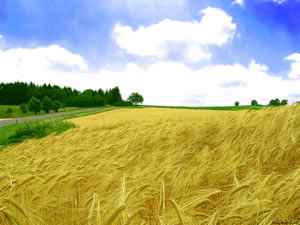 Almanya 25 Yıl Sonra İlk Kez Buğday İthal Edecek!