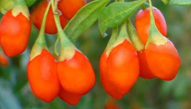Alanya’da çiftçilere ‘Goji berry’ fidanı dağıtıldı