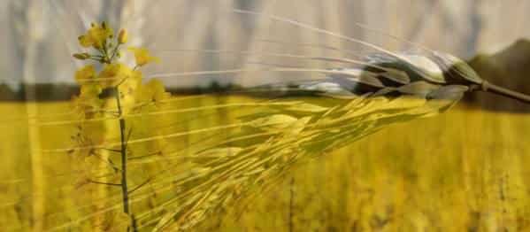 Reuters: İran buğday depoluyor, ödeme Türkiye üzerinden