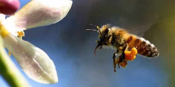 Arıcılar, Bal Üretimindeki Düşüşten Yakındı