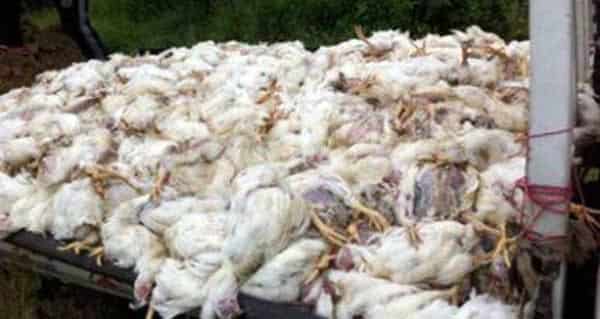 Bingöl'de Şüpheli Tavuk Ölümleri