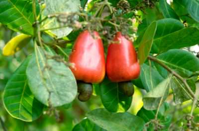 Mavun Meyvesi veya Keşu Cevizi (Anarcadium Occidentale)