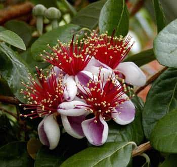 Feijoa(Acca) sellowiana,yetiştiricilik,tropikal