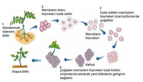 Biyoteknoloji ve Bitki Biyoteknolojisinin Tanımları