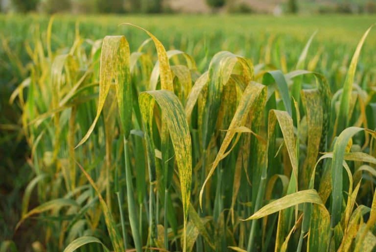 Buğday Pas Hastalıkları