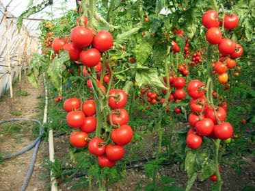 örtüaltı domates