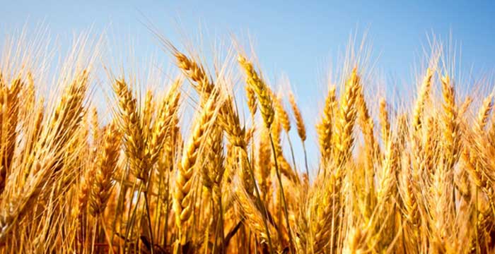 TZOB Buğdayda kuraklık sigortası dönemi başlıyor