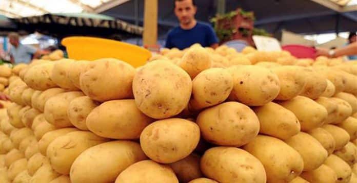 'Milli patates çeşitleri' üreticilere tanıtılmaya başlandı