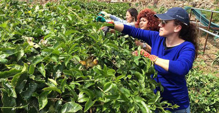 Türkiye’nin ilk tropik meyve projesinden sevindirici haber geldi