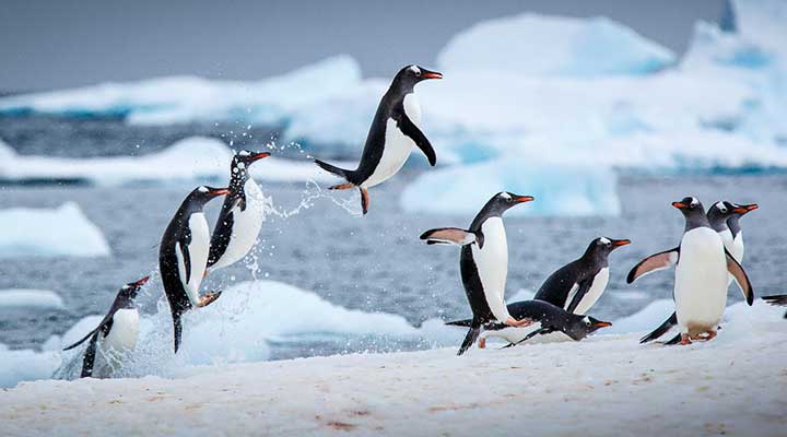Bilim İnsanları: "Antarktika’da Buzlar Eridikçe Toprak Yeşilleniyor!"