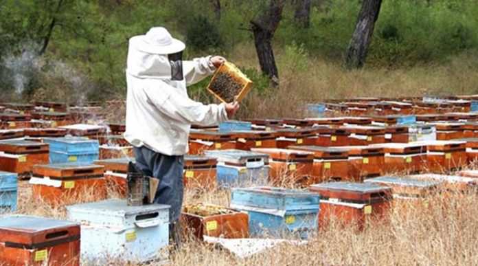 Cizre’de arıcılara arı ve kovan desteği