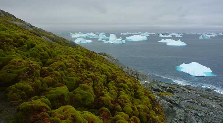 Bilim İnsanları: “Antarktika’da Buzlar Eridikçe Toprak Yeşilleniyor!”