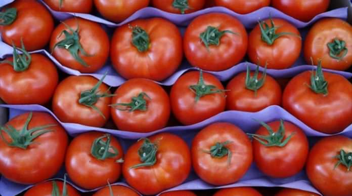 Suriye'ye domates ihracatı yüzde 4431 arttı