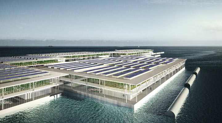 Dünyada ilk: ‘yüzen çiftlikler’ Hollanda’da kuruluyor