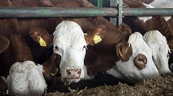 Devlet: Hububat, Et ve Hayvan İthalatına Kapıları Açtı