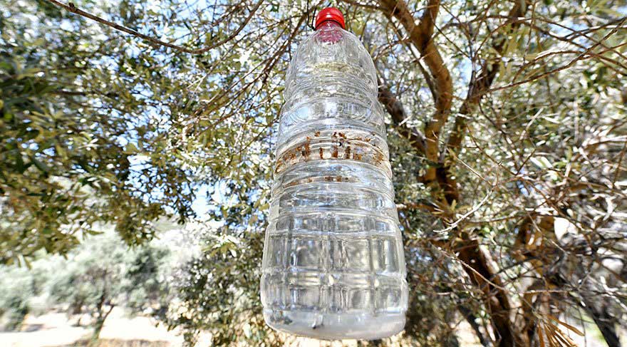 50 bin zeytin ağacı "tuzak şişe" yöntemle kurtarıldı