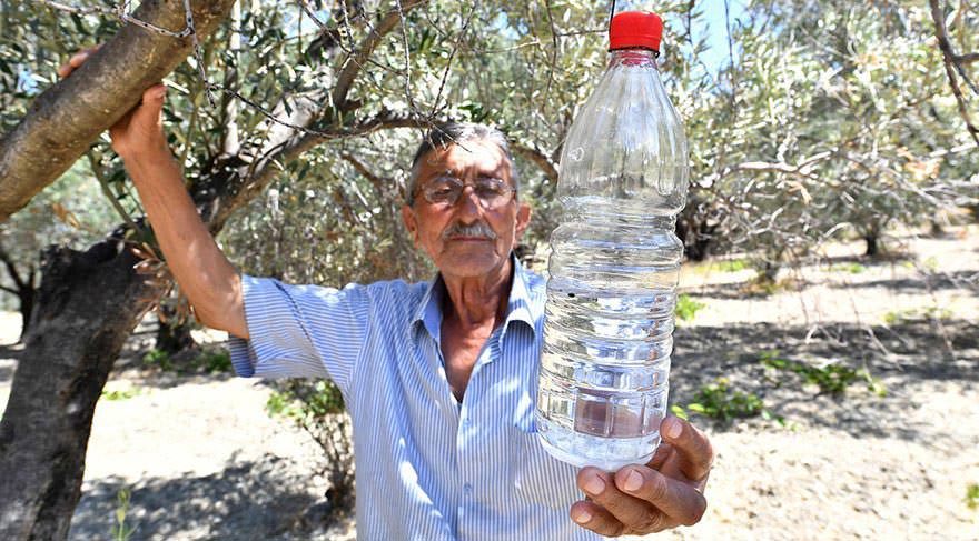 50 bin zeytin ağacı "tuzak şişe" yöntemle kurtarıldı