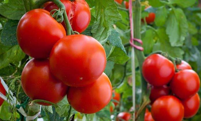 'Türkiye'den domates ithalatı, Rusya'nın et ihracatına bağlı'