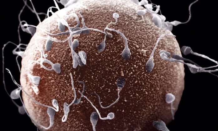 Bilim İnsanları Açıkladı: İnsanlığın Sonunu Sperm Azlığı Getirecek!