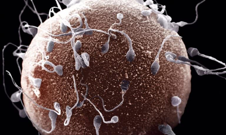 İnsanlığın Sonunu Sperm Azlığı Getirecek!