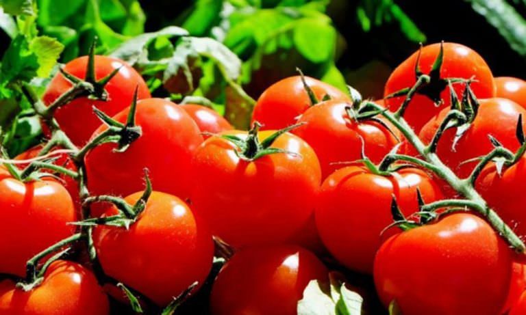 Rus heyet “domates ihracatını” görüşmeye geliyor