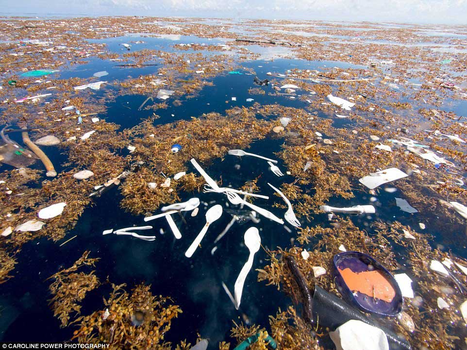 Karayip Denizi'nde Şoke Eden Plastik Çöpler