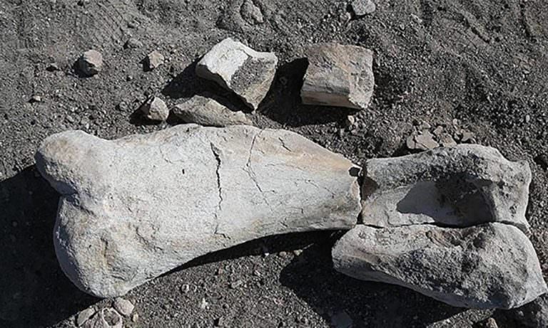 Kayseri’de Yaşayan Çoban, Milyon Yıllık Fosil Buldu!