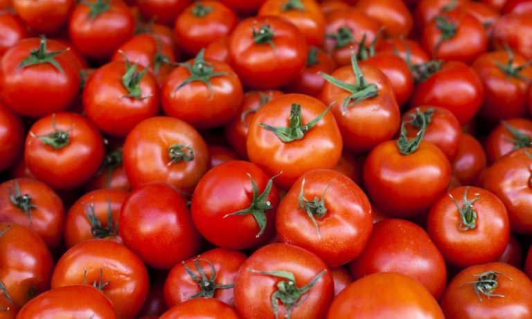 Rusya’ya domates ihracatı üreticileri umutlandırdı