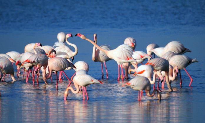 Konya'da Flamingo katliamı