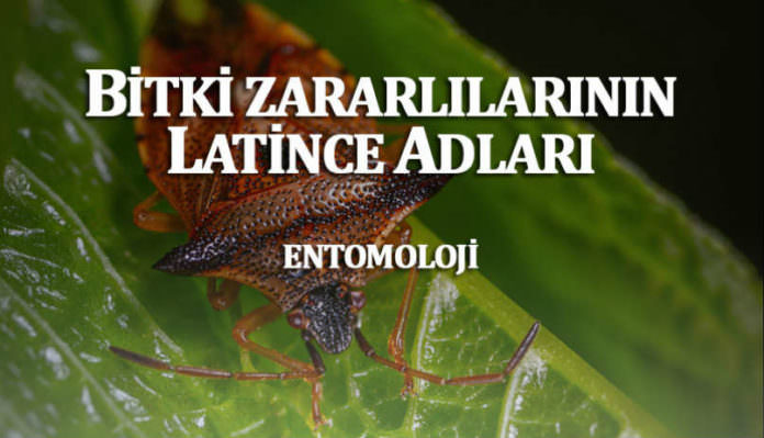 Bitki Zararlılarının Latince ve Türkçe İsimleri Nedir?