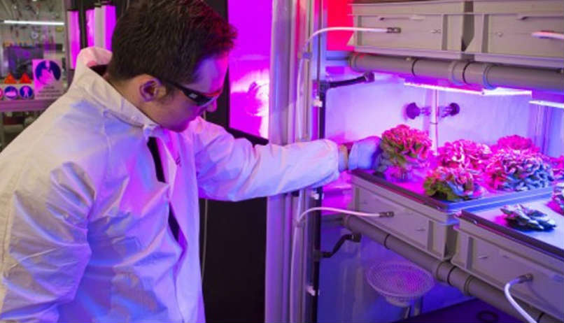 Uzayda Bitki Yetiştirmek Mikro Yerçekimi Araştırmaları İle Mümkün Olabilir
