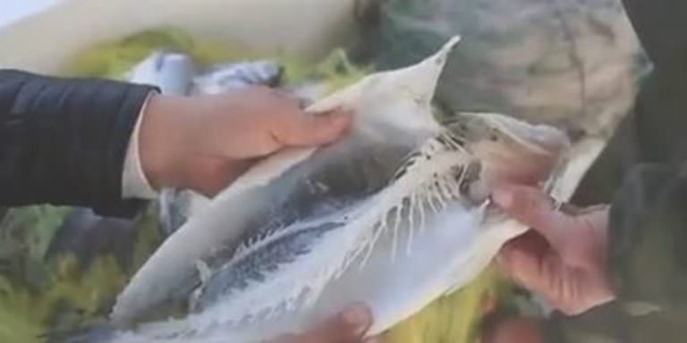 Muğla’daki Vampir Pireler Balıkları Canlı Canlı Yemeye Başladı