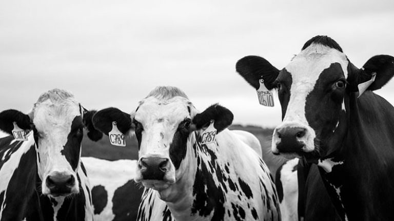 Artan maliyetler can yakıyor: Süt üreticileri ineklerini satmaya başladı