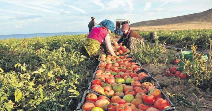 Tarım ve ormancılığın 25 yıllık yol haritası oluşturulacak