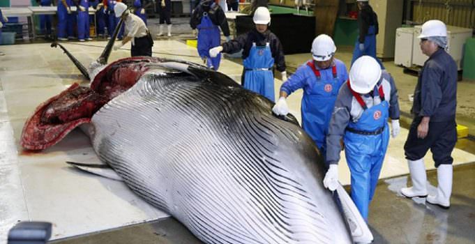 Japonya 33 yıl aradan sonra ticari balina avcılığına izin verdi