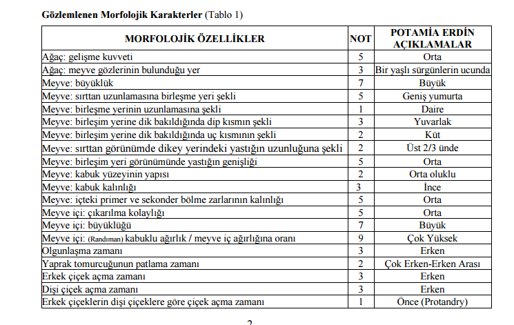 Bademli Kooperatifin'nden Amerikan Cevizine Karşı Yerli Ceviz "Potamia Erdin"