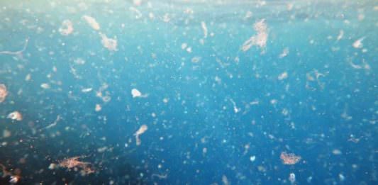 Deniz Kirliliği ve Mikroplastiklerin Ciddiyetini Ortaya Koyan Korkunç Ölüm