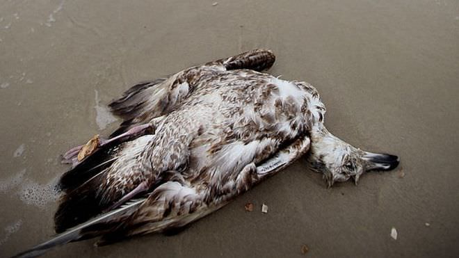 Okyanusta olanlar bir milyon kuşun ölümüne neden oldu