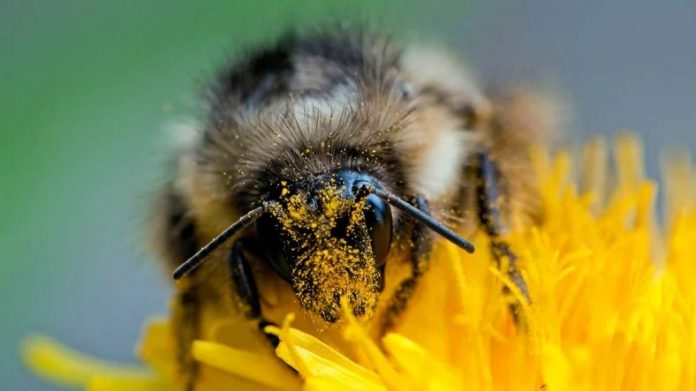 Bombus Arıları, İklim Değişikliği Nedeniyle Hızla Yok Oluyor