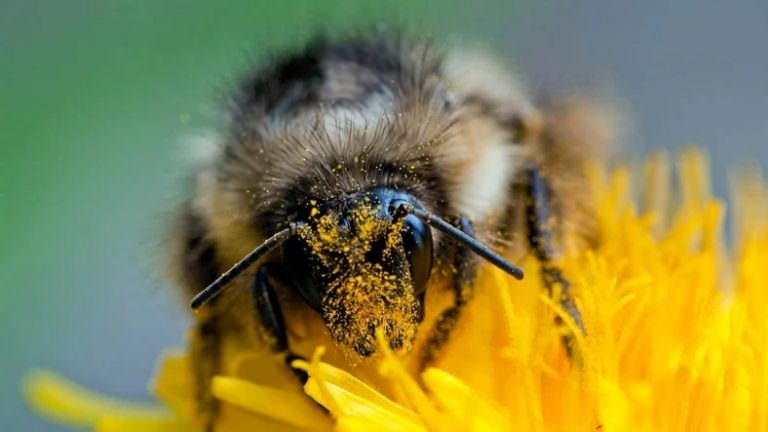 Bombus Arıları, İklim Değişikliği Nedeniyle Hızla Yok Oluyor