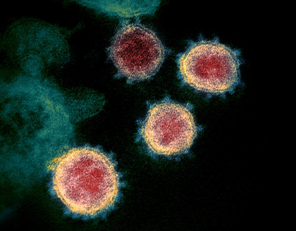Koronavirüsün Vücudumuzdaki Yolculuğu