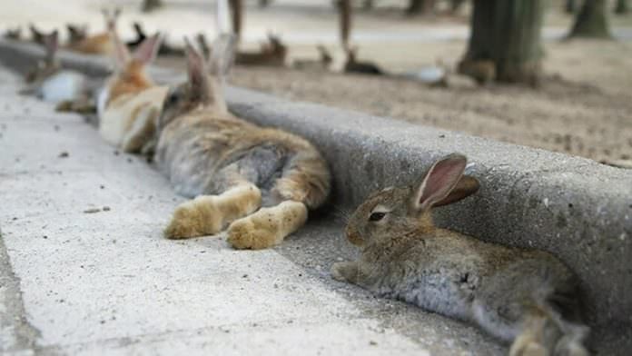 ABD'de Binlerce Tavşan Ani Bir Hastalık Nedeniyle Öldü